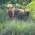 Highland cattle 1 thumbnail