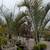 Triangle Palm Tree 1 thumbnail