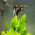 Angel fish 1 thumbnail