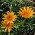 Gazania "Kiss Orange Flame" plants 7 thumbnail