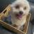 Pom Terrier 1 thumbnail