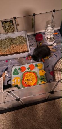 2 male bunnys 1