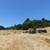 Organic grass hay 1 thumbnail