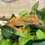 Crested Gecko 3 thumbnail