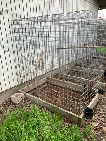 Chicken cages 1