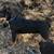 Rat terrier 11 thumbnail
