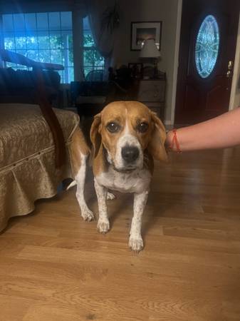 FOUND BEAGLE 9/28/2025 - LOOKING FOR OWNER (Bowie Laurel Road MD)63897786448258120
