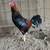 Gamefowl rooster gallos 9 thumbnail