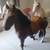 3 horses with tack shed 4 thumbnail