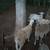 Sheep 6 thumbnail