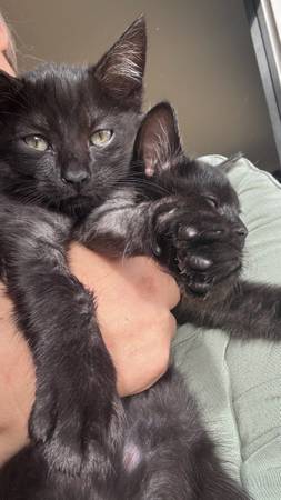 Black kitties (Stanwood)