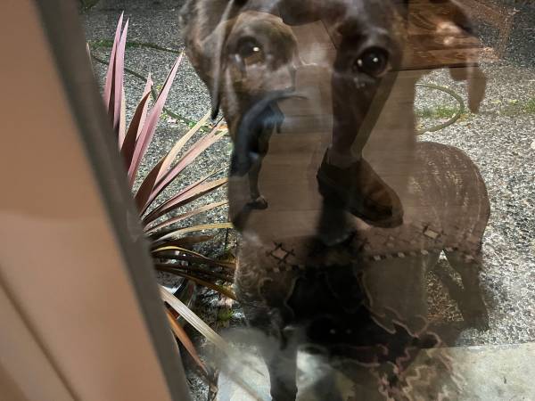 Beautiful female brindle pit mixed (Lakewood)64141785367297121