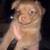 Puppies 7 thumbnail