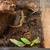 Mourning Geckos Rehoming 4 thumbnail