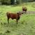 Devon calves 4 thumbnail
