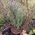 Fragrant Aromatic Lavender Rooted Live Plant 1 thumbnail