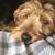 Fun, Loving and Loyal Yorkie Jack Russel Mixed Breed For Sale. 1 thumbnail