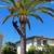 ____TREE SERVICE, REMOVAL, TRIMMING, STUMP & LANDSCAPE MAINTENANCE____ 3 thumbnail