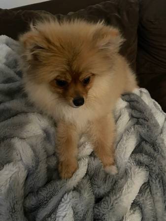 Female Pomeranian Puppy (dublin / pleasanton / livermore)64310526072707122