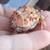 Lizards and frog 2 thumbnail