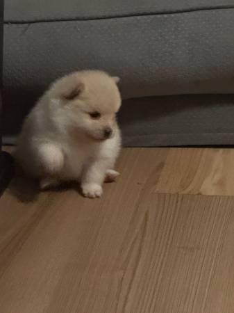 Pomerania (Los Ángeles)63865302131203122