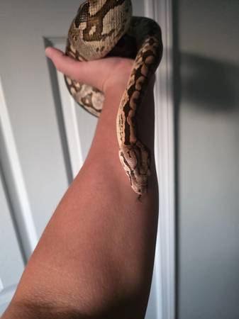 Dumerils Boa 1