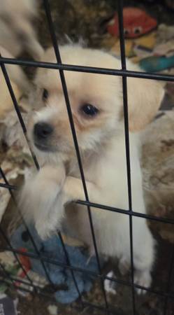 Chihuahua mix puppy 1