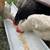 Chickens 4 thumbnail
