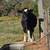 Steer 5 thumbnail