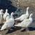Ducks- Indian runner and white Muscovy 1 thumbnail