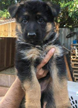 Wonderful Shepherd hoping 1