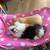 Guinea Pigs 2 thumbnail