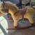 Rocking horse and playpen makes real horse sounds 7 thumbnail