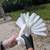 Nikolaevsky (Ukrainian) pigeons 1 thumbnail