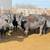 BRED COWS / BRED HEIFERS 10 thumbnail