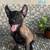 Belgian malinois 6 thumbnail
