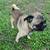 Male Pug 1 thumbnail