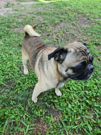 Male Pug 1