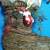 Christmas Holiday Floral Decoration 3 thumbnail