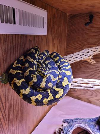 Carpet pythons (Hatboro)63797764702339120
