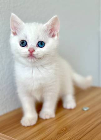 Kittens (Everett)63853558876035120