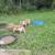 Feeder pigs 4 thumbnail