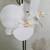 Silk White Orchids 4 thumbnail