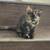 9 week old orange tabby & tortie kittens 7 thumbnail