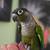 Green Cheek conure 6 thumbnail