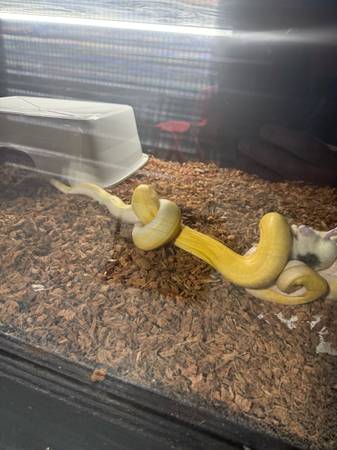 Retic python 1
