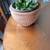 Lily type Catcus 2 thumbnail