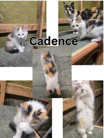 ? Sweet Kittens Looking for Loving Homes ? (Beaver)63945150673411121