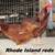 Rhode Island Red hens 1 thumbnail