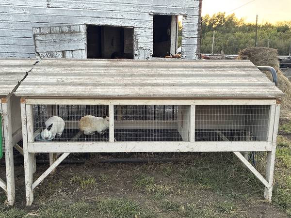 Rabbit Hutch 1